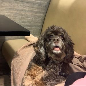 Meet your Posher, Tara